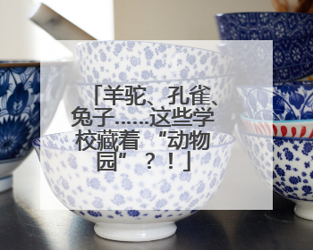 羊驼、孔雀、兔子……这些学校藏着 “动物园”？！